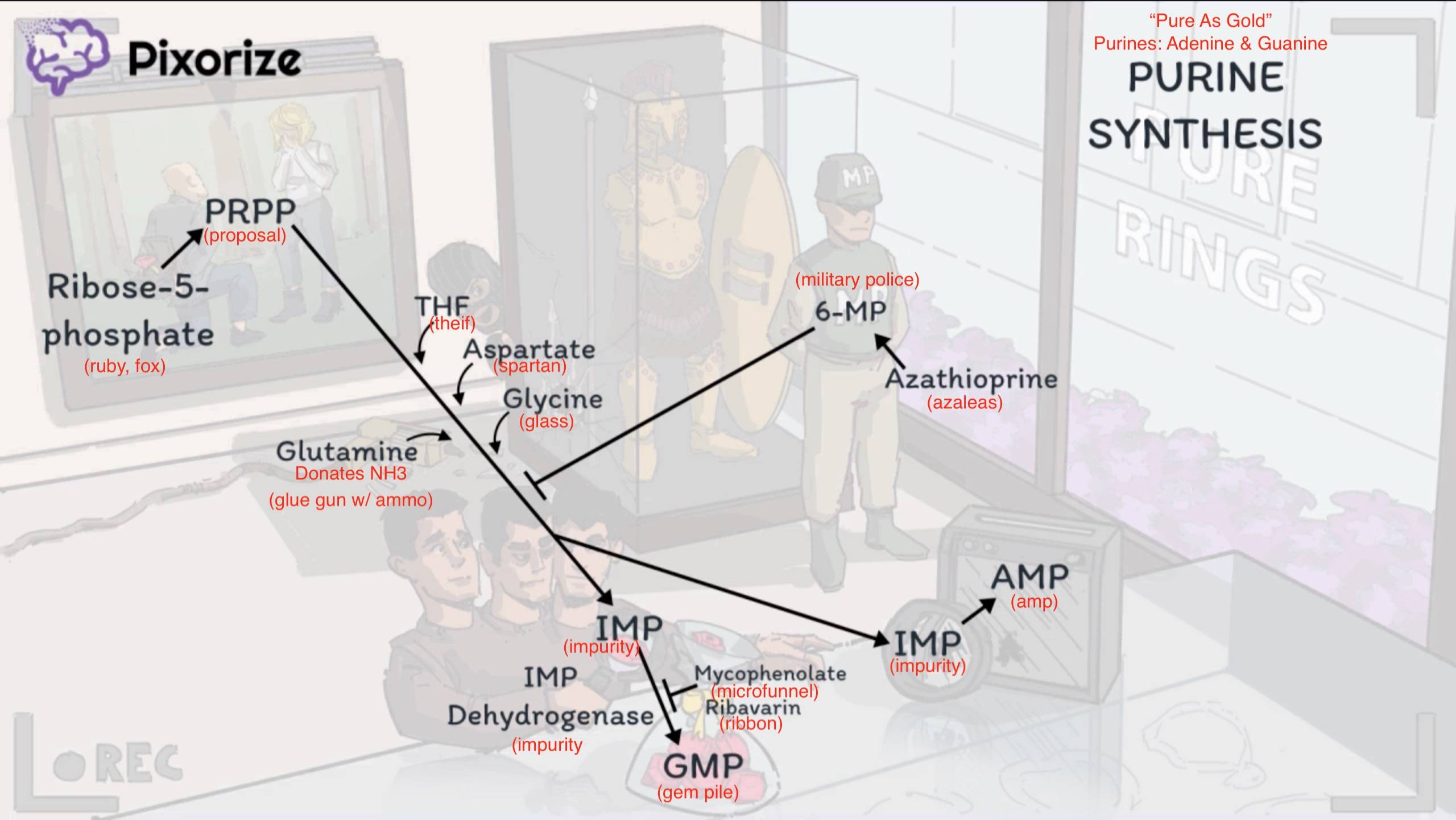 De Novo Purine Synthesis - OG copy.png